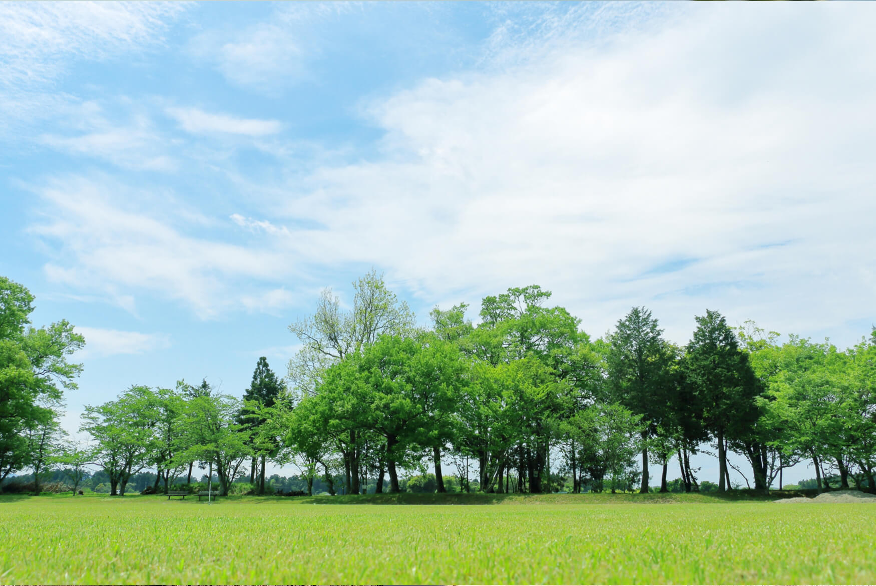 散骨と樹木葬の意味も紹介!自然葬とは何か中心に細かく解説